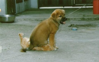 Dog-sitting-on-cat