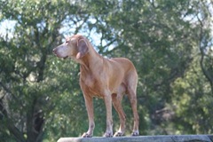 Proud Vizsla