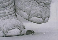 elephant-mouse