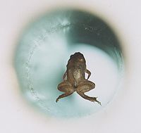 Frog diamagnetic levitation