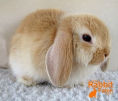 Orange Baby Rabbit April 2010 - image courtesy Rabbit Patch